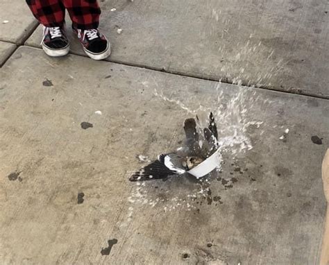 dead pigeon photoshoot 🤤 : r/eyeblecht