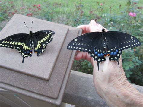 Up, Up, and Away! Raising Eastern Black Swallowtail Butterflies | Carolina Meadows