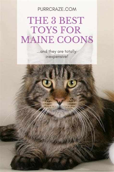 The Best Type Of Brush For Grooming A Maine Coon – CatsInfo