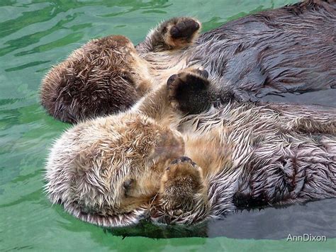 "Otters Holding Paws" by AnnDixon | Redbubble