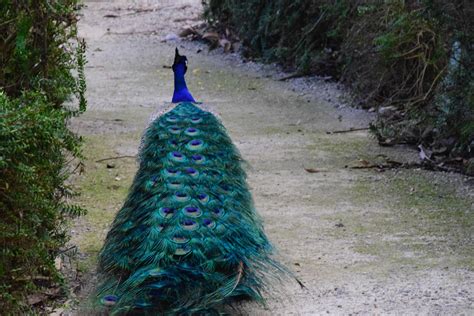 Free stock photo of bird, blue, feathers