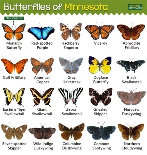 #minnesota #butterflies | Types of butterflies, Butterfly species, Butterfly identification