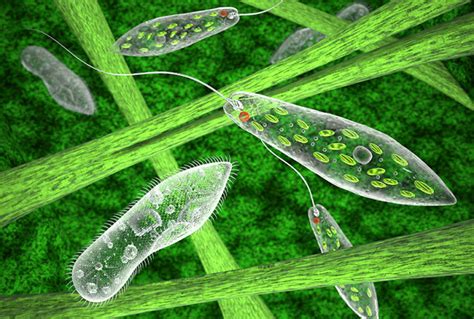 Euglena: Definition, Structure, & Characteristics with Diagram