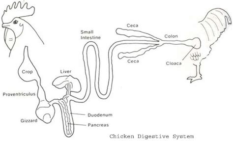 Digestive System Of Chicken | ROYS FARM