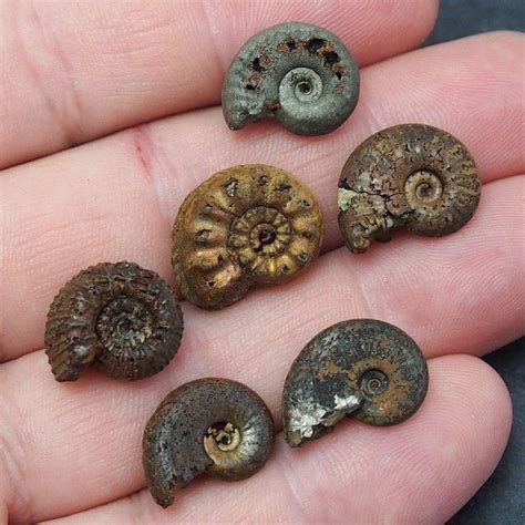 5x PYRITE AMMONITE 16-19mm Fossil Jurassic fossilien Ammoniten Mollusk | Ammonite, Pyrite, Mollusk