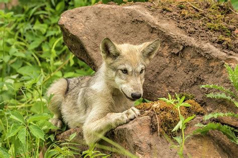 USA, Minnesota, Minnesota Wildlife Photograph by Jaynes Gallery - Fine ...