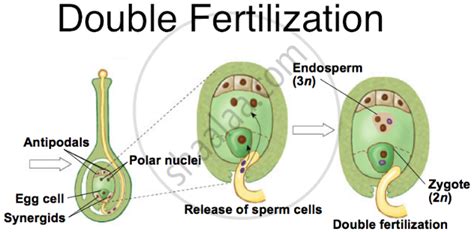 What is Double Fertilisation? Describe the Process in Brief. - Biology | Shaalaa.com