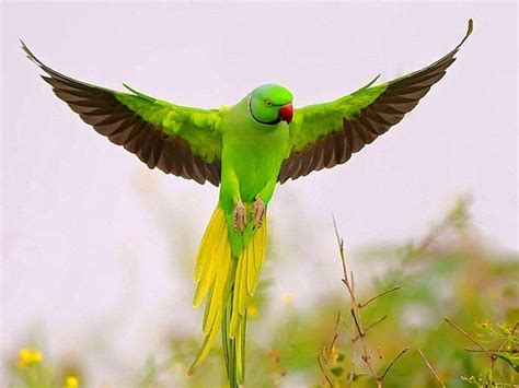 Green Parrot HD Wallpapers - Top Free Green Parrot HD Backgrounds - WallpaperAccess