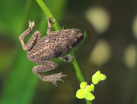 African Dwarf Frog For Beginners (The Complete Care Sheet) - Everything Fishkeeping