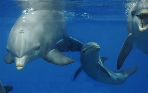 Spanish Aquarium Shows Off Baby Dolphin - The Tennessee Tribune