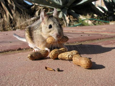 Pack Rat Control | Critter Control of Salt Lake City