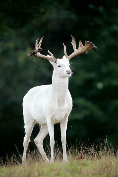 A-Z List of 125 Rare Albino Animals [Pics] - Our World Stuff