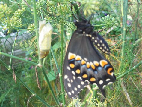 A newly emerged Eastern black Swallowtail hangs to dry on it's host plant,fennel in Diann's ...