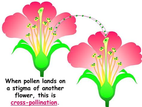 project on pollination for class 12