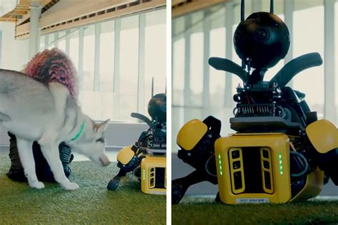 Robot Dog VS Real Dog – Six Challenges, One True Champion