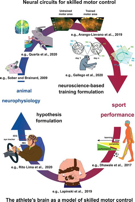 Frontiers | Future Portrait of the Athletic Brain: Mechanistic Understanding of Human Sport ...