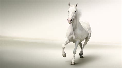 White Horse Running White Background HD Wallpaper | Wallsev.com | Horse ...