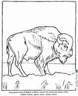 Free Printable Buffalo Coloring Pages sketch template