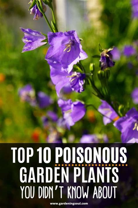 Top 10 Poisonous Garden Plants, You Didn't Know About