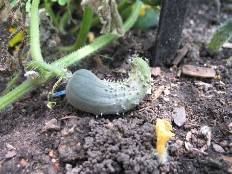 Pollination Problems of Cucurbits