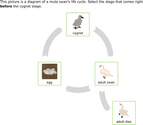 IXL | Read animal life cycle diagrams | 2nd grade science