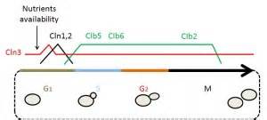 Live fast, die soon: cell cycle progression and lifespan in yeast cells