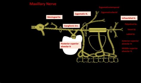 maxillary nerve