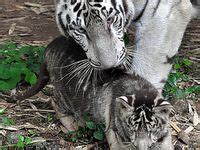36 Black tiger cub rare ideas | black tigers, wild cats, animals beautiful