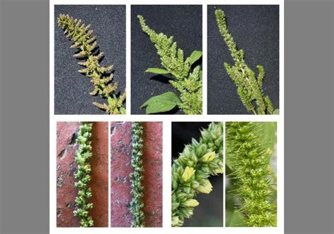 How to identify pigweeds | CALS