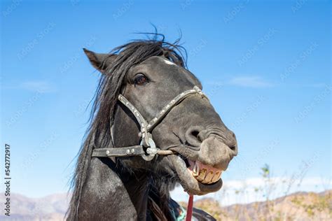 Funny horse portrait. The horse smiles, showing his teeth. Stock Photo ...