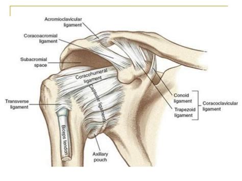 Shoulder joint, mbbs 3 9-2015, dr vvs