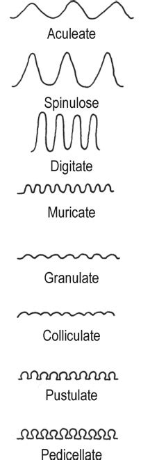 Terms used to describe conidium wall ornamentation under the... | Download Scientific Diagram