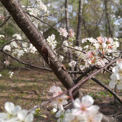 Alabama Spring : r/naturephotography