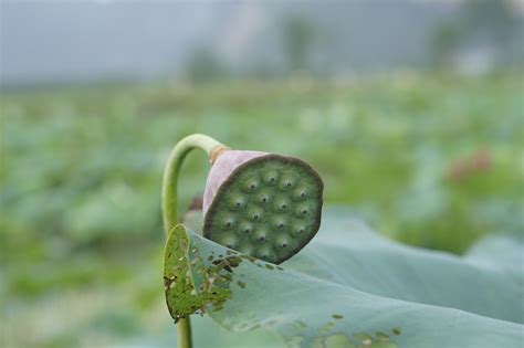 Lotus Seedhead Leaves - Free photo on Pixabay - Pixabay