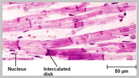 Cardiac Muscle Fibers Image | Anatomy System - Human Body Anatomy diagram and chart images