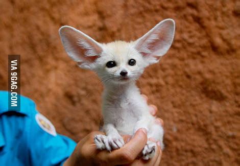 A Cute Albino Fennec Fox - 9GAG