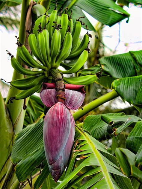 Natural Remedies: Advantages of BANANA PLANT FLOWERS / KELE Ke Fayde ...