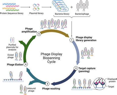 Phage display for the detection, analysis, disinfection, and prevention of Staphylococcus aureus ...