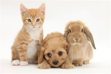 Kitten, Puppy And Rabbit Photograph by Mark Taylor - Pixels