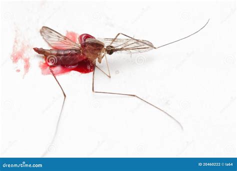 Crushed gnat or mosquito stock photo. Image of close - 20460222