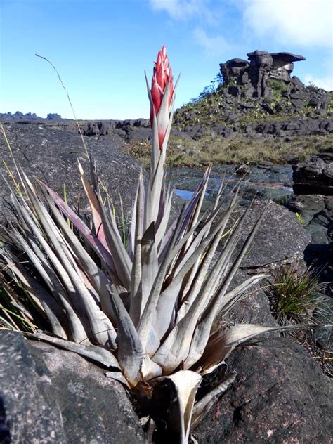 Venezuela: Mt Roraima – Bromeliad Plants on Mt Roraima – Travel2Unlimited