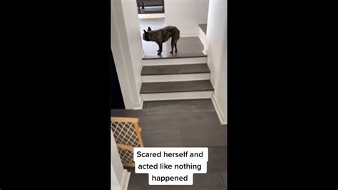 Dog hilariously scares herself, falls down the stairs. Watch viral video | Trending - Hindustan ...