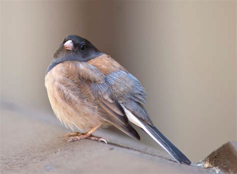 Junco neighbors | Tough Little Birds