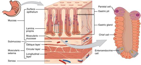 Lamina Propria Diagram