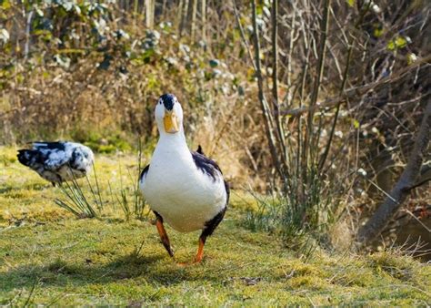 Magpie Duck Breed: Everything You Need To Know - The Happy Chicken Coop