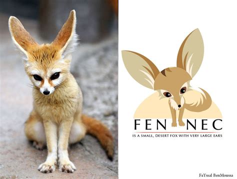 Logo Fennec Fox concept by FayssalArt.deviantart.com on @deviantART | Lupa