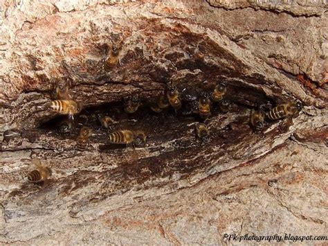 Apis cerana-Asian Honey Bee | Nature, Cultural, and Travel Photography Blog