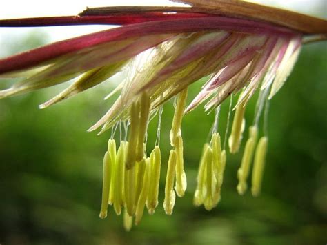 bamboo-flowering | Bamboo plants, Planting flowers, Bamboo garden