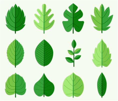 Green Leaves Vector 359603 Vector Art at Vecteezy