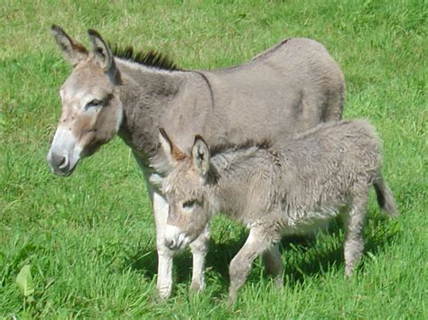 South West Grid for Learning Trust : Donkey with Foal: